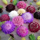 بذر گل درخشنده الوان (اسکابیوزا) (بسته 50 عددی) کد 1526