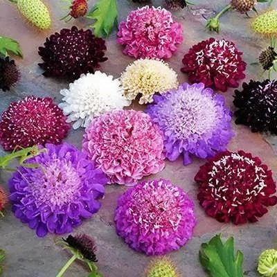 بذر گل درخشنده الوان (اسکابیوزا) (بسته 50 عددی) کد 1526