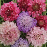 بذر گل درخشنده الوان (اسکابیوزا) (بسته 50 عددی) کد 1526