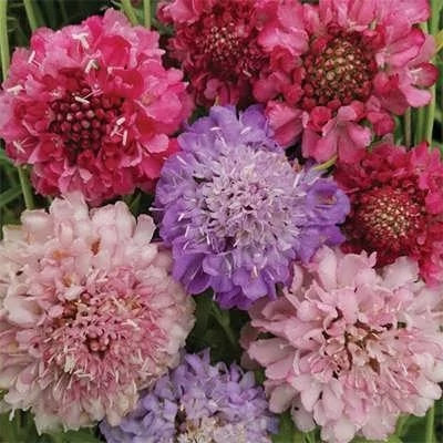 بذر گل درخشنده الوان (اسکابیوزا) (بسته 50 عددی) کد 1526