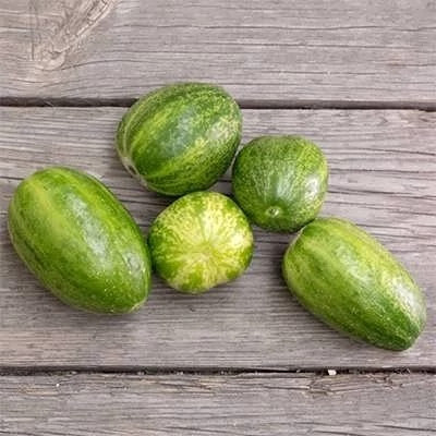 بذر خیار سیب سبز ریچارد (بسته 10 عددی) کد 140