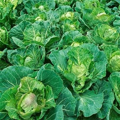 بذر کلم پیچ طلایی (بسته 20 عددی) کد 441