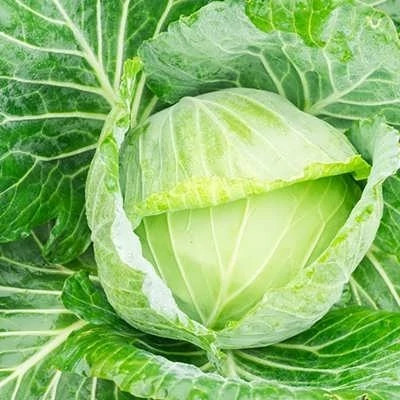 بذر کلم پیچ طلایی (بسته 20 عددی) کد 441