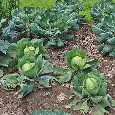 بذر کلم پیچ طلایی (بسته 20 عددی) کد 441
