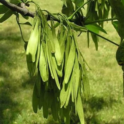 بذر درخت زبان گنجشک (بسته 1 گرمی) کد 475