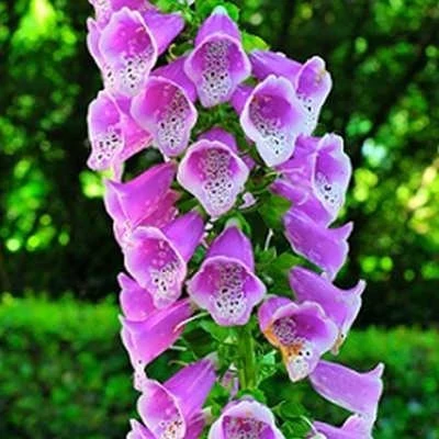بذر گل انگشتانه الوان (بسته 1000 عددی) کد 1254