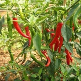 بذر فلفل رینگ او فایر (بسته 2 عددی) کد 1064