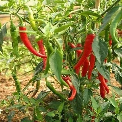 بذر فلفل رینگ او فایر (بسته 2 عددی) کد 1064