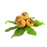 بذر ازگیل (بسته 10 عددی) کد 654
