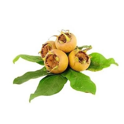 بذر ازگیل (بسته 10 عددی) کد 654