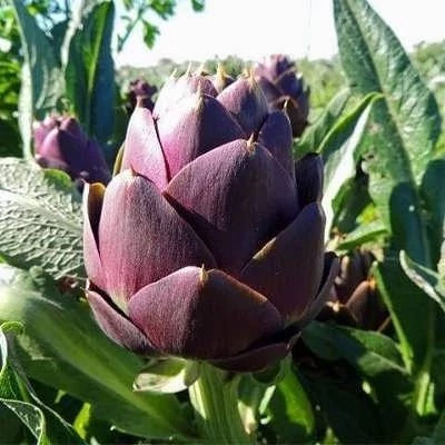 بذر آرتیشو بنفش روماگنا (بسته 10 عددی) کد 810