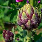 بذر آرتیشو بنفش روماگنا (بسته 10 عددی) کد 810