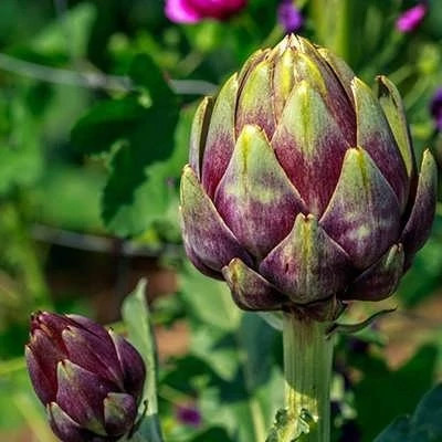 بذر آرتیشو بنفش روماگنا (بسته 10 عددی) کد 810