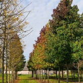 بذر درخت عنبر سائل (بسته 5 عددی) کد 1825
