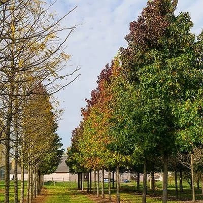 بذر درخت عنبر سائل (بسته 5 عددی) کد 1825