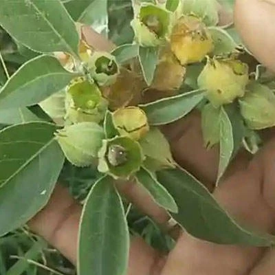 بذر پنیرباد کایوگلانس (بسته 10 عددی) کد 1892