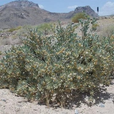 بذر پنیرباد کایوگلانس (بسته 10 عددی) کد 1892