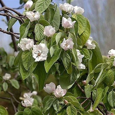 بذر به دانه (بسته 10 عددی) کد 1927