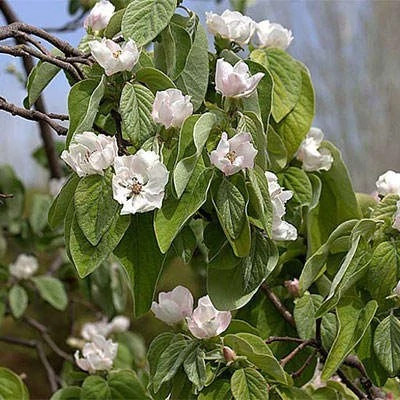 بذر به دانه (بسته 10 عددی) کد 1927