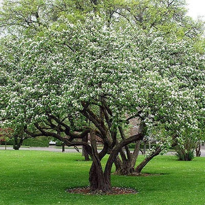 بذر به دانه (بسته 10 عددی) کد 1927