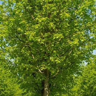 بذر نمدار (گیاه زیرفون) (بسته 5 عددی) کد 1928