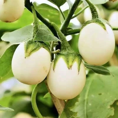 بذر بادمجان سفید تخم مرغی (بسته 10 عددی) کد 514