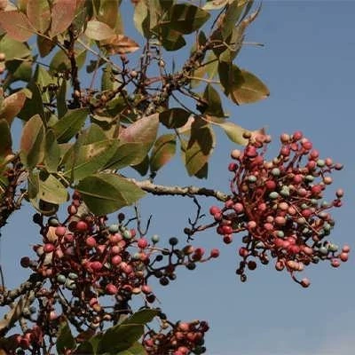بذر ترشک (رومکس) (بسته 1 گرمی) کد 548