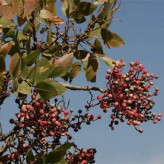 بذر ترشک (رومکس) (بسته 1 گرمی) کد 548