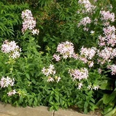 بذر صابون (بسته 1 گرمی) کد 523