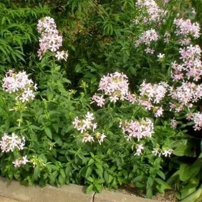 بذر صابون (بسته 1 گرمی) کد 523