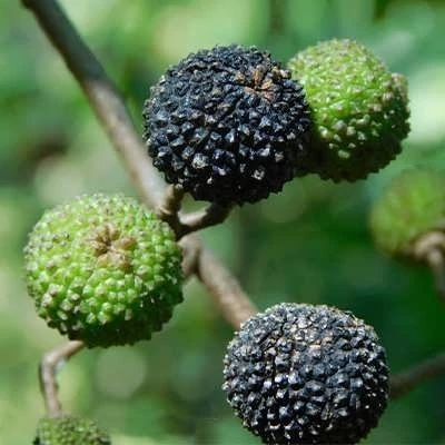 بذر درخت نارون هند غربی (بسته 2 عددی) کد 868