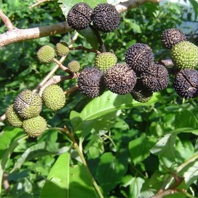 بذر درخت نارون هند غربی (بسته 2 عددی) کد 868