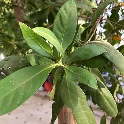 بذر کنوکارپوس (بسته 10 عددی) کد 1707