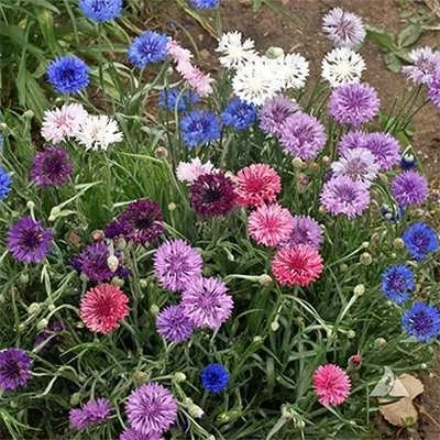 بذر گل های باغی دسته گلی میکس (بسته 1 گرمی) کد 1288