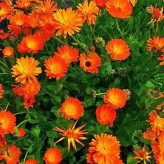 بذر گل های باغی دسته گلی میکس (بسته 1 گرمی) کد 1288