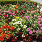 بذر گل های باغی دسته گلی میکس (بسته 1 گرمی) کد 1288