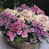 بذر گل های باغی دسته گلی میکس (بسته 1 گرمی) کد 1288