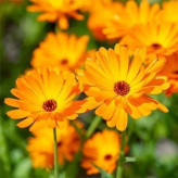 بذر گل همیشه بهار خوراکی (بسته 20 عددی) کد 1661