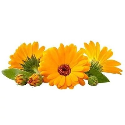 بذر گل همیشه بهار خوراکی (بسته 20 عددی) کد 1661
