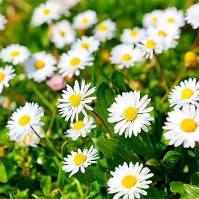 بذر گل مینا چمنی سفید (بسته 500 عددی) کد 328