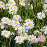 بذر گل مینا چمنی سفید (بسته 500 عددی) کد 328