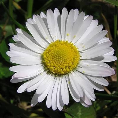 بذر گل مینا چمنی سفید (بسته 500 عددی) کد 328