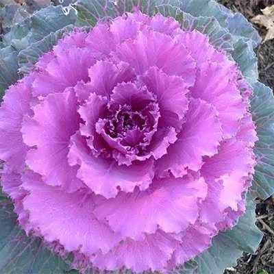 بذر کلم زینتی پاکوتاه صورتی (بسته 1 گرمی) کد 988