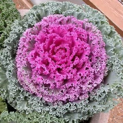 بذر کلم زینتی پاکوتاه صورتی (بسته 1 گرمی) کد 988