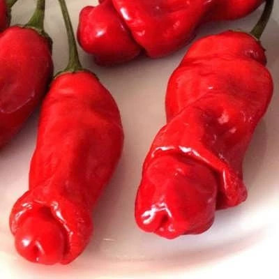 بذر فلفل پتر میکس (بسته 2 عددی) کد 239