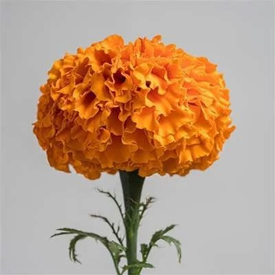 بذر گل جعفری نارنجی (بسته 1 گرمی) کد 1469