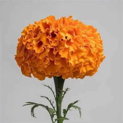 بذر گل جعفری نارنجی (بسته 1 گرمی) کد 1469