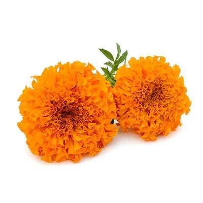 بذر گل جعفری نارنجی (بسته 1 گرمی) کد 1469
