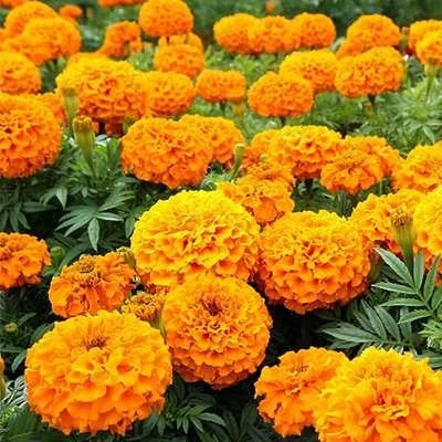 بذر گل جعفری نارنجی (بسته 1 گرمی) کد 1469