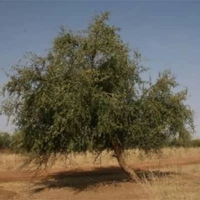 بذر درخت کنار هندی کشیده (بسته 5 عددی) کد 1048